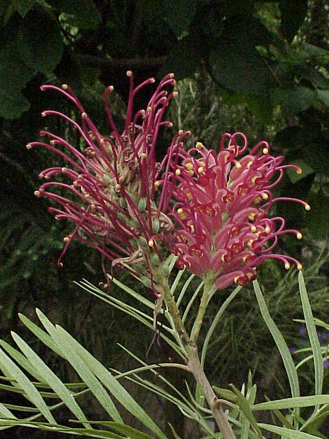 Kahiliflower (Grevillea banksii)