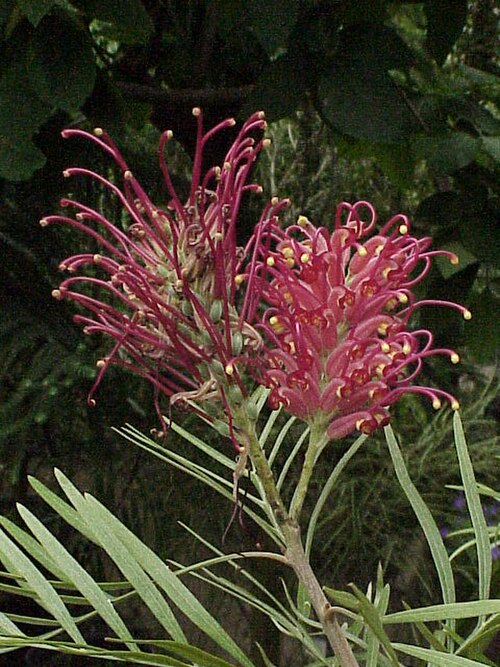 Kahiliflower (Grevillea banksii)
