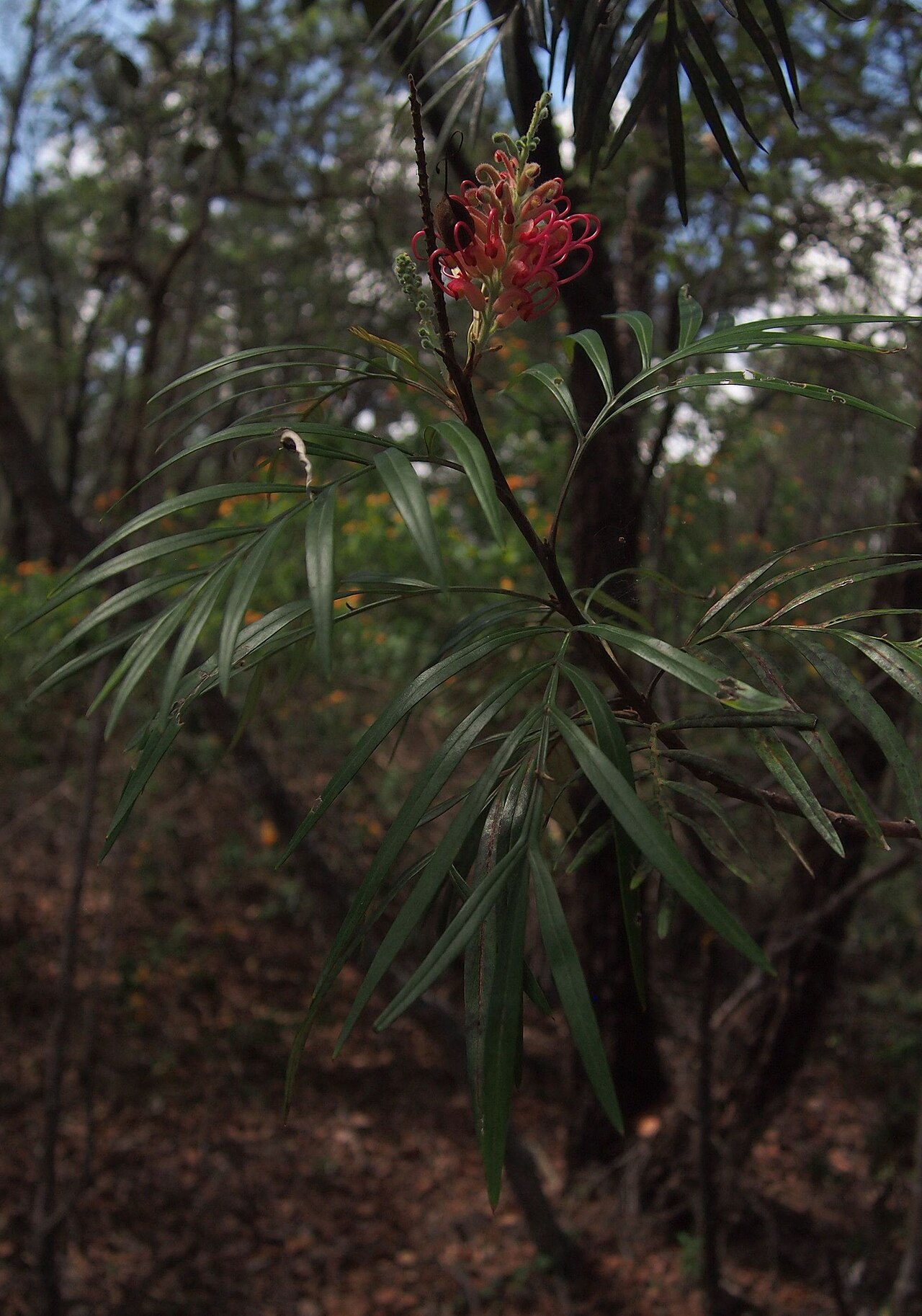 Kahiliflower: Grevillea banksii foliage and flower