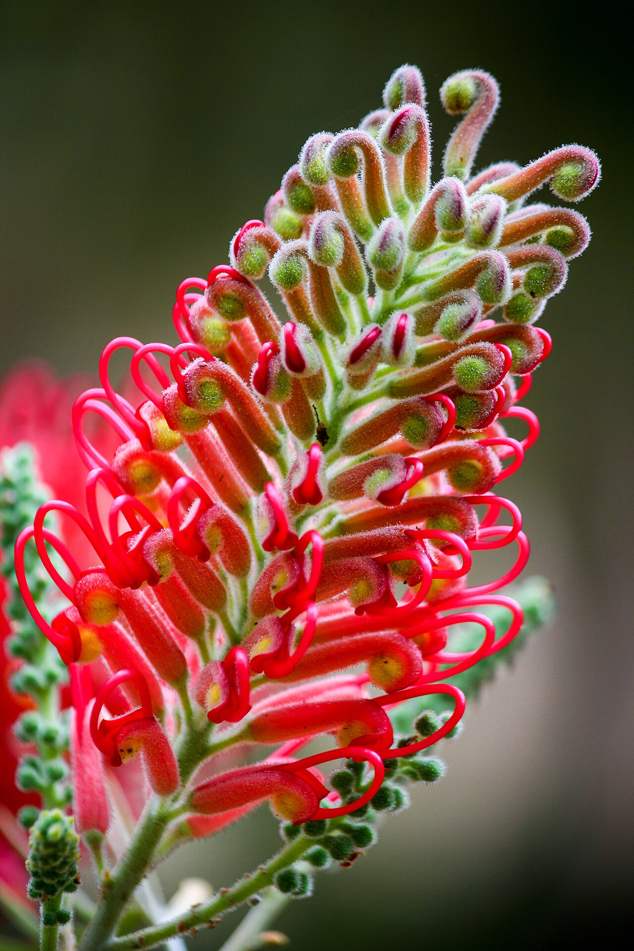 Kahiliflower: Grevillea (Grevillea banksii) – Localidade de Cobiça (região de Mata Atlântica), interior do município de Cachoeiro de Itapemirim – Espírito Santo.