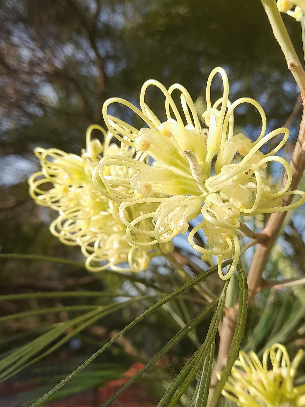 Kahiliflower: Grevillea banksii alba – White Flower Grevillea. white flowers at sunrise. some water is seen.