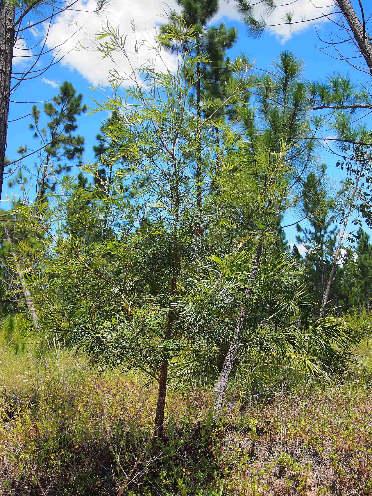 Kahiliflower: Grevillea banksii habitus
