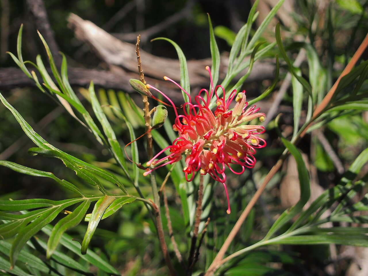Kahiliflower: Grevillea banksii flower