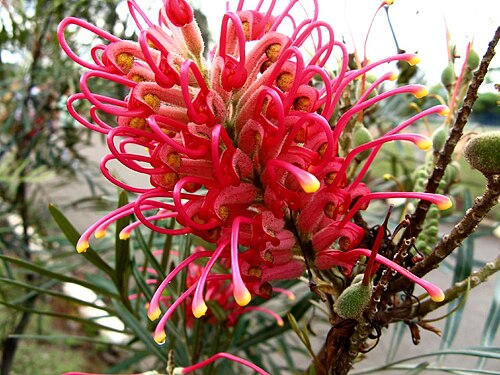 Kahiliflower: Grevillea banksii