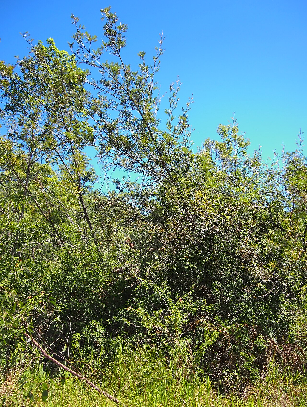 Kahiliflower: Grevillea banksii