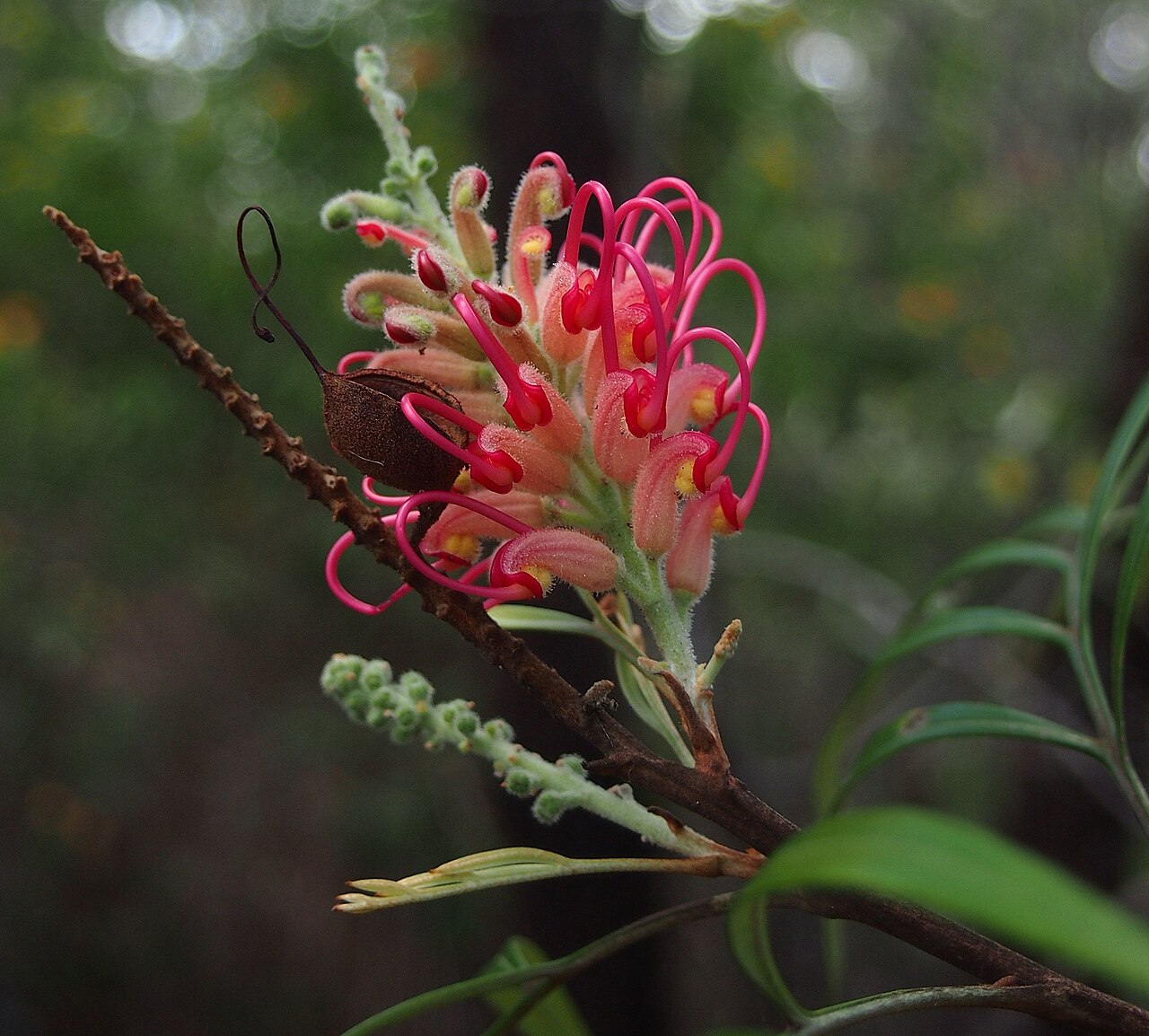 Kahiliflower: Grevillea banksia flower