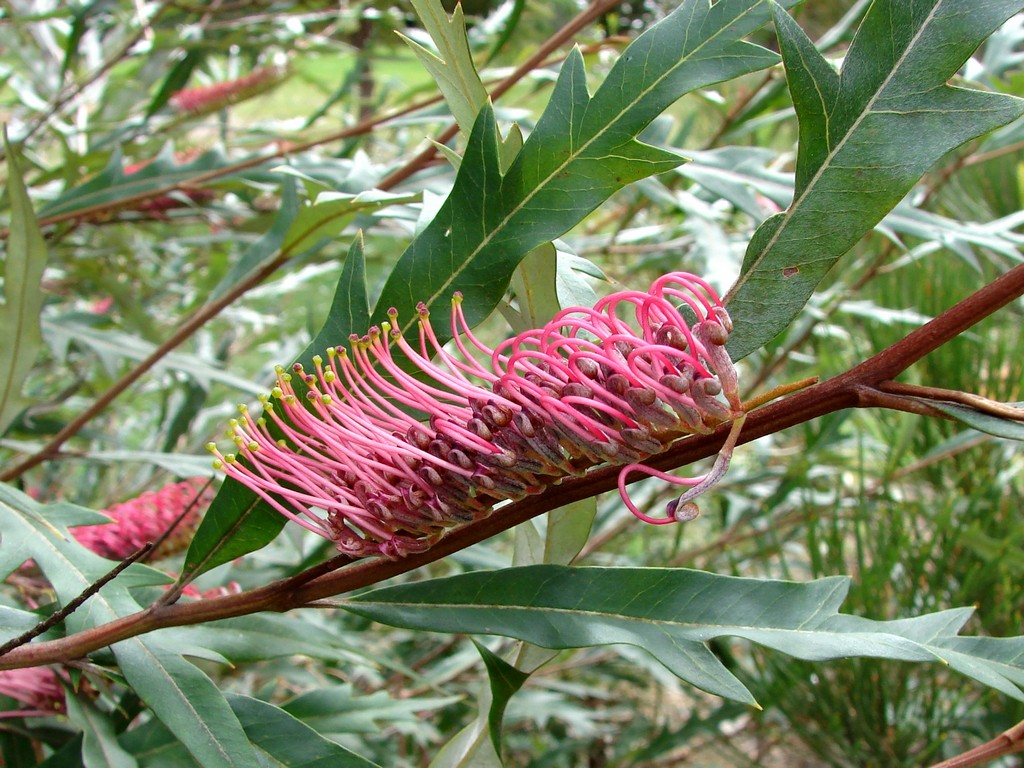 Grevillea barklyana: Hybrid of Grevillea barklyana Tall shrub, native to NSW, VIC, Australia Proteaceae [Tags at source: Australia, Victoria, VIC, Melbourne, Grevillea, Grevillea ba