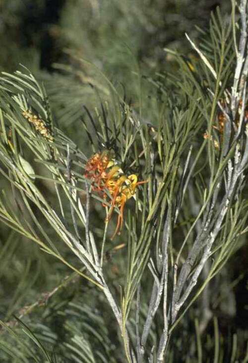 Cape arid grevillea: Grevillea baxteri east of Esperance, Western Australia