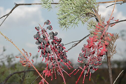Grevillea benthamiana: Grevillea benthamiana near the Stuart Highway, south of Darwin, Northern Territory