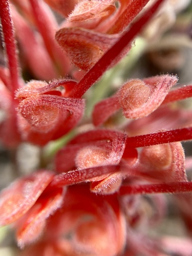 Fuchsia grevillea (Grevillea bipinnatifida)