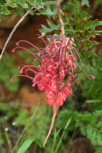 Fuchsia grevillea (Grevillea bipinnatifida)