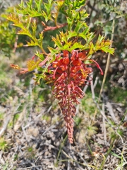 Fuchsia grevillea (Grevillea bipinnatifida)