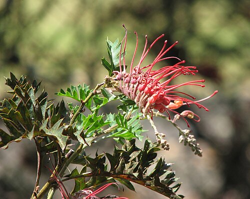 Fuchsia grevillea: Grevillea bipinnatifida (cultivated, unlabelled), Maranoa Gardens, Balwyn, Victoria, Australia
