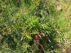 Fuchsia grevillea (Grevillea bipinnatifida)