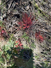 Fuchsia grevillea (Grevillea bipinnatifida)