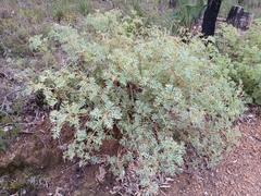 Fuchsia grevillea (Grevillea bipinnatifida)