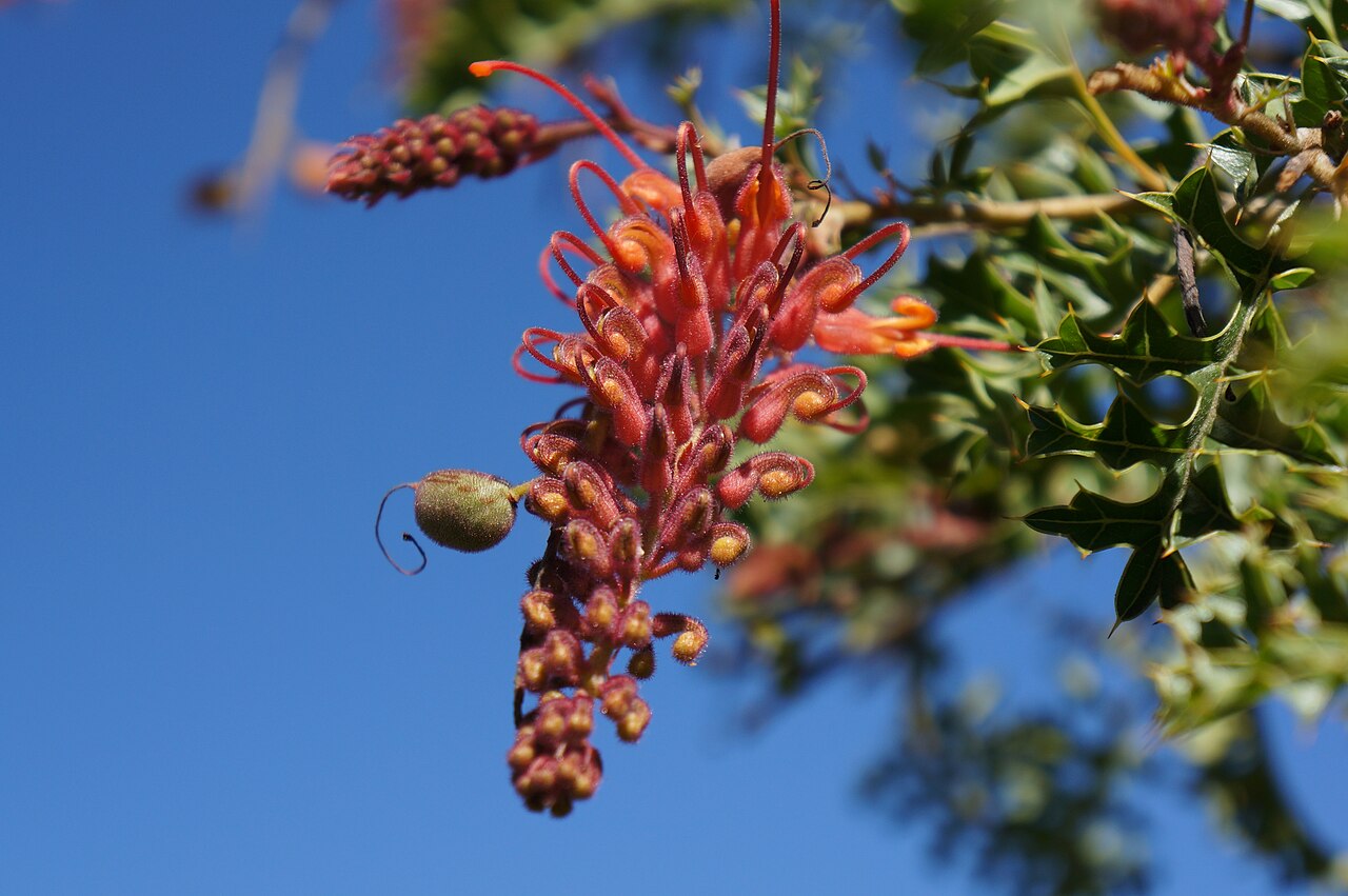 Fuchsia grevillea: Flower and foliage of Grevillea bipinnatifida, private garden.