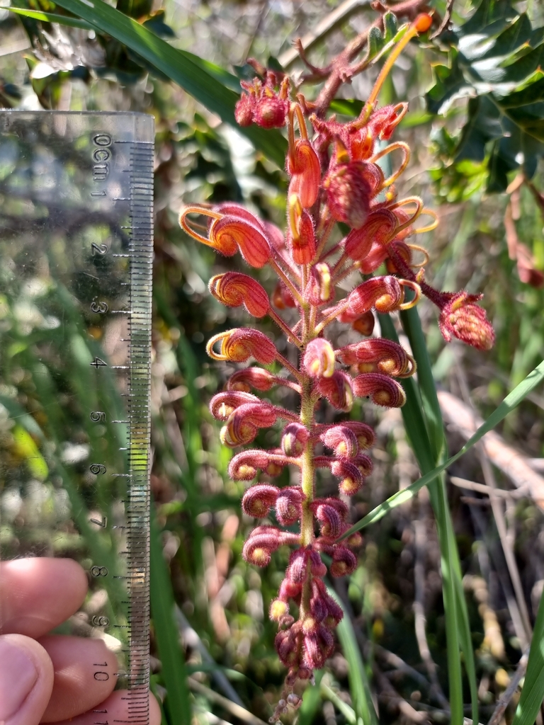Fuchsia grevillea (Grevillea bipinnatifida)