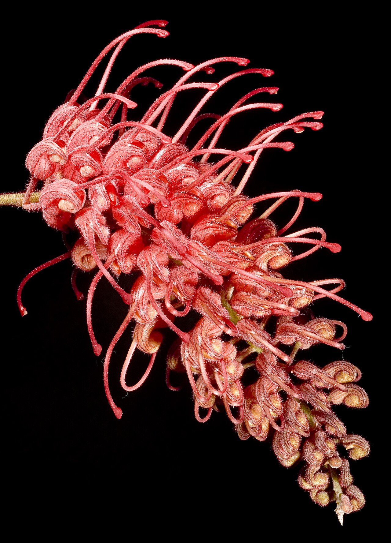 Fuchsia grevillea: KRT3516