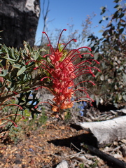 Fuchsia grevillea (Grevillea bipinnatifida)