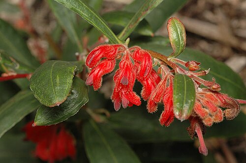 Grevillea brachystylis: Grevillea brachystylis subsp. brachystylis in Kings Park Botanic Garden, Perth