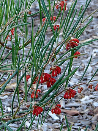 Grevillea brachystylis: Grevillea brachystylis subsp. australis , known as southern short- styled grevillea in Kings Park, Perth, Western Australia