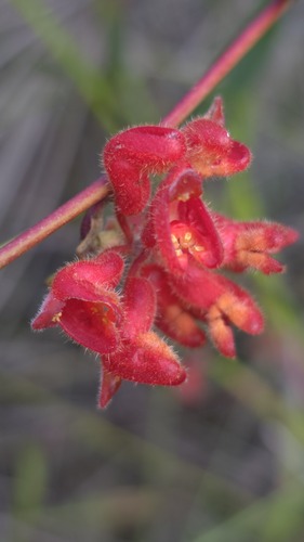 Grevillea brachystylis (Grevillea brachystylis)