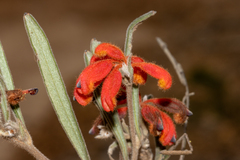 Grevillea bronweniae (Grevillea bronweniae)