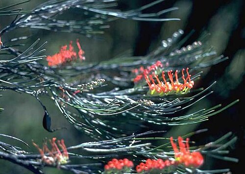 Grevillea cagiana: Grevillea cagiana near Cunderdin, Western Australia