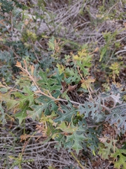 Grevillea dryophylla (Grevillea dryophylla)