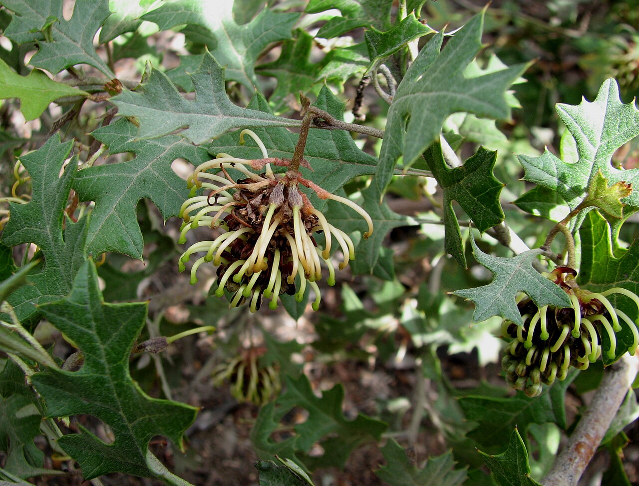 Grevillea dryophylla: Grevillea dryophylla , Jackass Flat Nature Conservation Reserve, Victoria, Australia