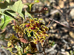 Grevillea dryophylla (Grevillea dryophylla)