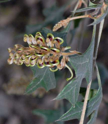 Grevillea dryophylla (Grevillea dryophylla)