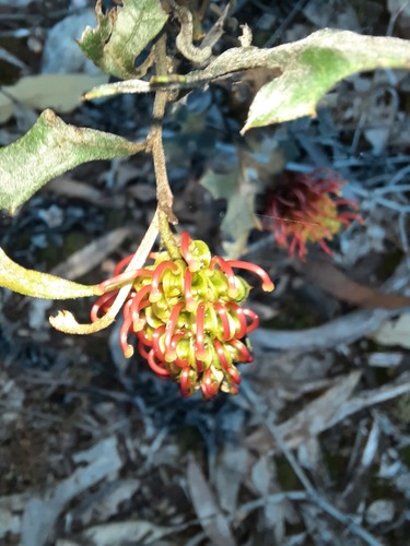 Grevillea dryophylla (Grevillea dryophylla)