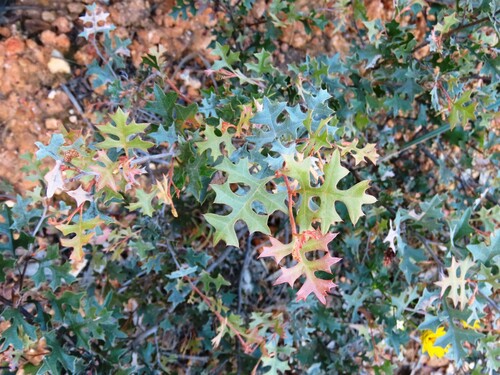 Grevillea dryophylla (Grevillea dryophylla)