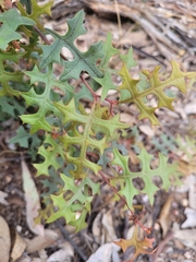 Grevillea dryophylla (Grevillea dryophylla)