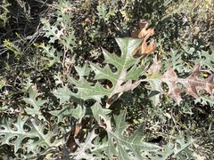 Grevillea dryophylla (Grevillea dryophylla)