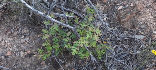 Grevillea dryophylla (Grevillea dryophylla)