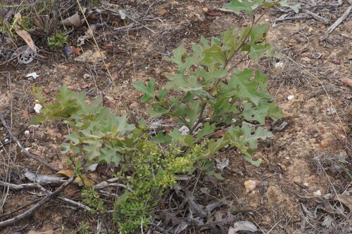 Grevillea dryophylla (Grevillea dryophylla)