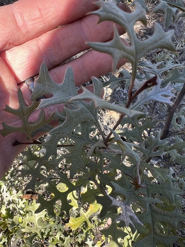Grevillea dryophylla (Grevillea dryophylla)
