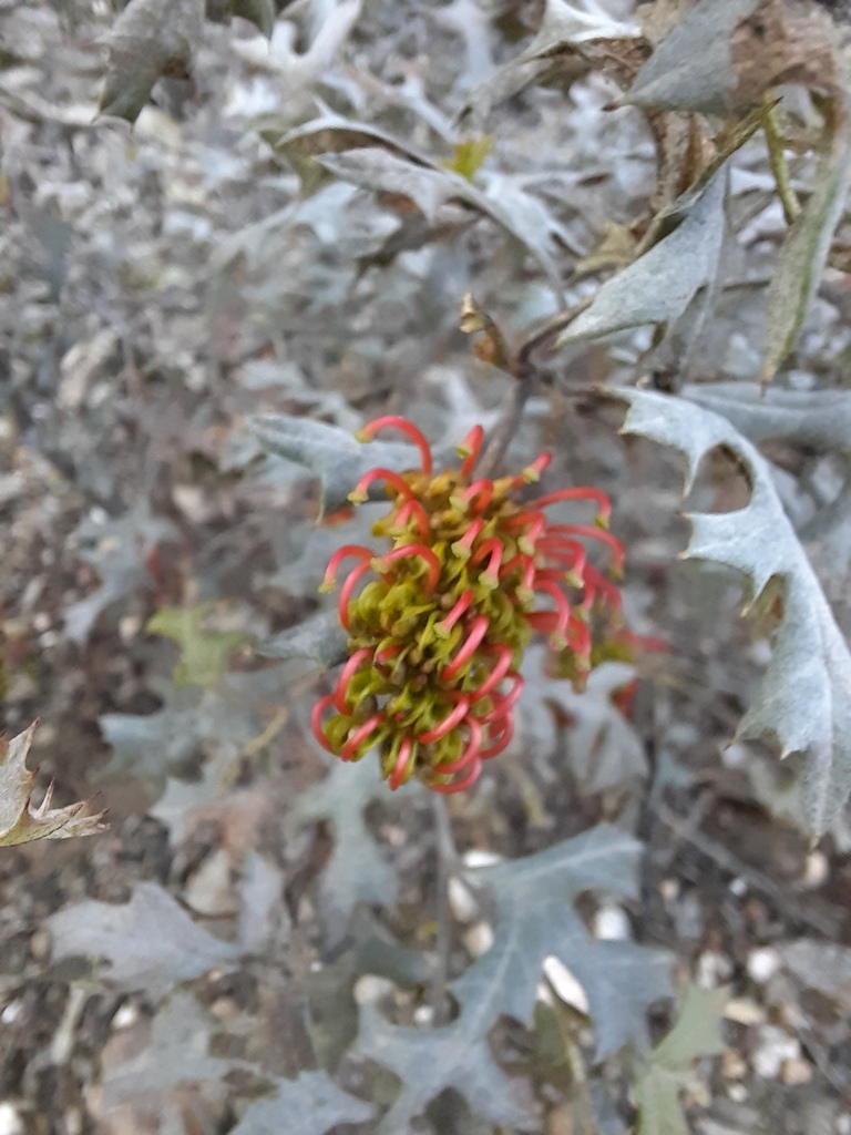 Grevillea dryophylla (Grevillea dryophylla)