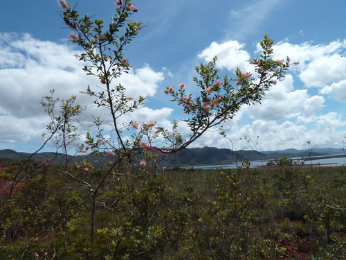 Grevillea gillivrayi (Grevillea gillivrayi)