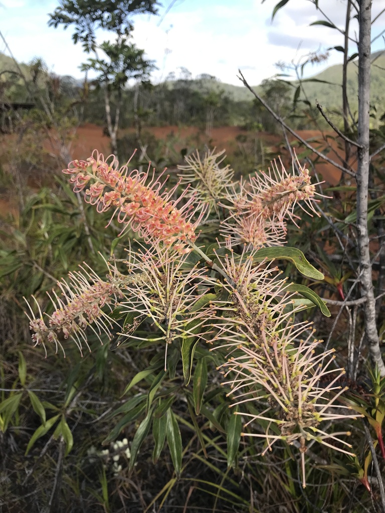 Grevillea gillivrayi (Grevillea gillivrayi)