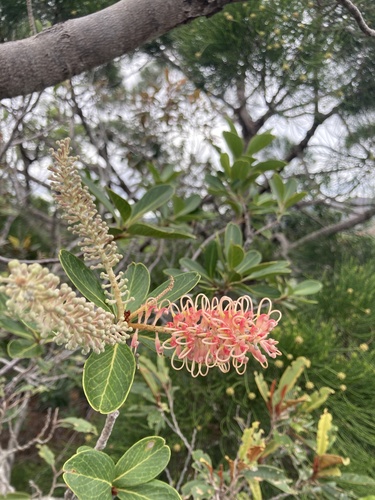 Grevillea gillivrayi (Grevillea gillivrayi)
