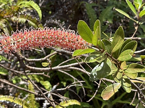 Grevillea gillivrayi (Grevillea gillivrayi)