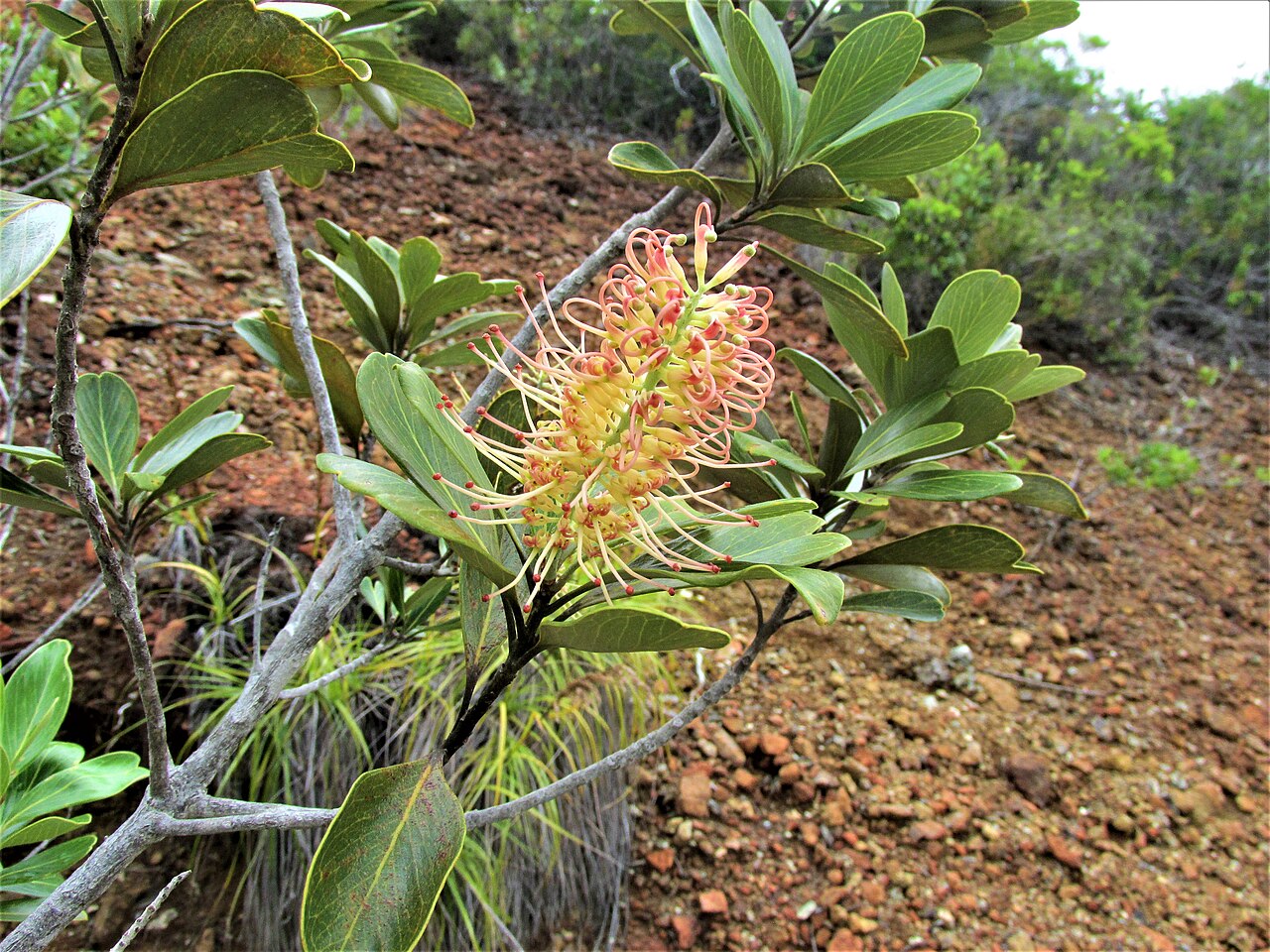 Grevillea gillivrayi: Grevillea gillivrayi (inflorescence repliée), Île des Pins, Province Sud, Nouvelle-Calédonie