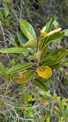 Grevillea gillivrayi (Grevillea gillivrayi)