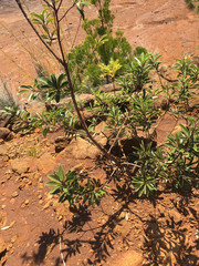 Grevillea gillivrayi (Grevillea gillivrayi)