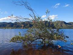 Grevillea gillivrayi (Grevillea gillivrayi)