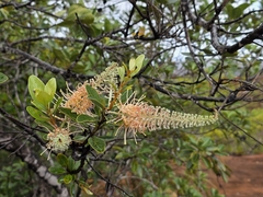Grevillea gillivrayi (Grevillea gillivrayi)